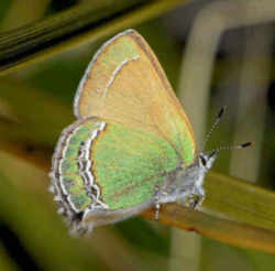 New Mexico State Butterfly - Sandia Hairstreak