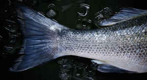 Alaska State Fish: King Salmon or Chinook Salmon