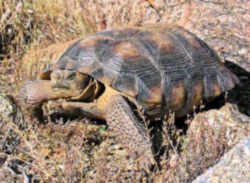 California State Reptile: Desert Tortoise