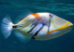 Hawaii State Fish: Humuhumunukunukuapua`a - Hawaiian Trigger Fish